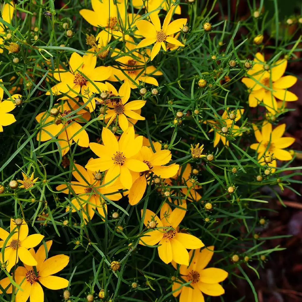 Fast Growing Trees See All Shrubs & Hedges Threadleaf Coreopsis Plant 5 Fast Growing Trees See All Shrubs & Hedges Threadleaf Coreopsis Plant