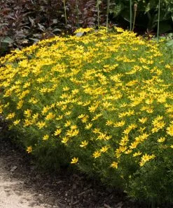 Fast Growing Trees See All Shrubs & Hedges Threadleaf Coreopsis Plant