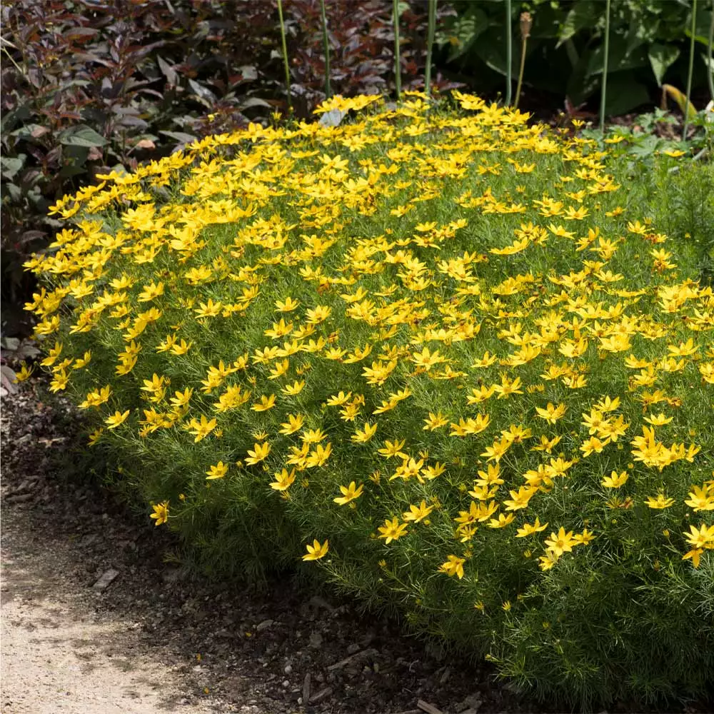 Fast Growing Trees See All Shrubs & Hedges Threadleaf Coreopsis Plant 4 Fast Growing Trees See All Shrubs & Hedges Threadleaf Coreopsis Plant