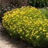 Fast Growing Trees See All Shrubs & Hedges Threadleaf Coreopsis Plant 2 Fast Growing Trees See All Shrubs & Hedges Threadleaf Coreopsis Plant