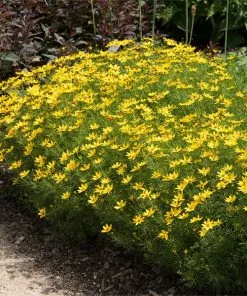 Fast Growing Trees See All Shrubs & Hedges Threadleaf Coreopsis Plant