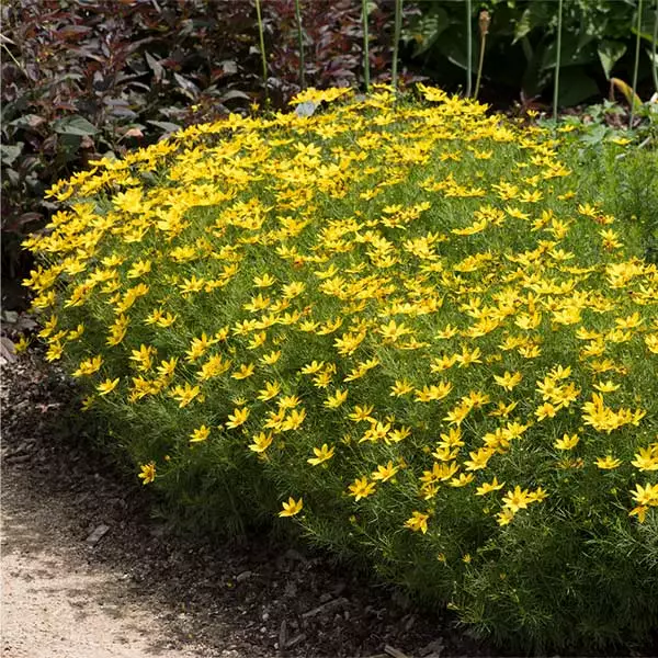 Fast Growing Trees See All Shrubs & Hedges Threadleaf Coreopsis Plant 3 Fast Growing Trees See All Shrubs & Hedges Threadleaf Coreopsis Plant