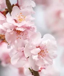 Fast Growing Trees Corinthian Rose Double Flowering Peach Tree