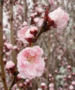 Fast Growing Trees Corinthian Rose Double Flowering Peach Tree 7 Fast Growing Trees Corinthian Rose Double Flowering Peach Tree