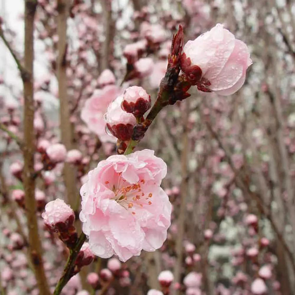 Fast Growing Trees Corinthian Rose Double Flowering Peach Tree 5 Fast Growing Trees Corinthian Rose Double Flowering Peach Tree