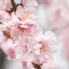 Fast Growing Trees Corinthian Rose Double Flowering Peach Tree 2 Fast Growing Trees Corinthian Rose Double Flowering Peach Tree
