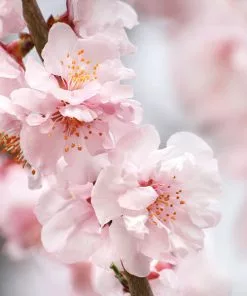 Fast Growing Trees Corinthian Rose Double Flowering Peach Tree