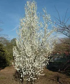 Fast Growing Trees Corinthian White Double Flowering Peach Tree