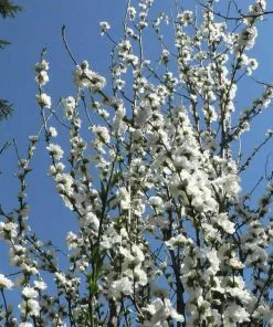 Fast Growing Trees Corinthian White Double Flowering Peach Tree