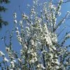 Fast Growing Trees Corinthian White Double Flowering Peach Tree 2 Fast Growing Trees Corinthian White Double Flowering Peach Tree