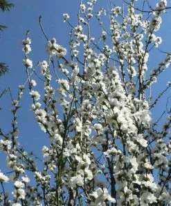 Fast Growing Trees Corinthian White Double Flowering Peach Tree