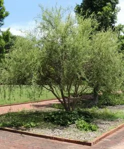 Fast Growing Trees Corkscrew Willow Tree Willow Trees 10 Fast Growing Trees Corkscrew Willow Tree Willow Trees