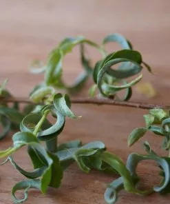 Fast Growing Trees Corkscrew Willow Tree Willow Trees 12 Fast Growing Trees Corkscrew Willow Tree Willow Trees