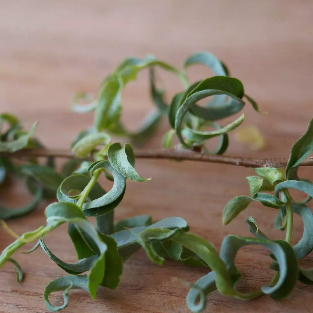 Fast Growing Trees Corkscrew Willow Tree Willow Trees 7 Fast Growing Trees Corkscrew Willow Tree Willow Trees
