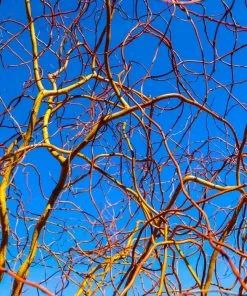 Fast Growing Trees Corkscrew Willow Tree Willow Trees 13 Fast Growing Trees Corkscrew Willow Tree Willow Trees