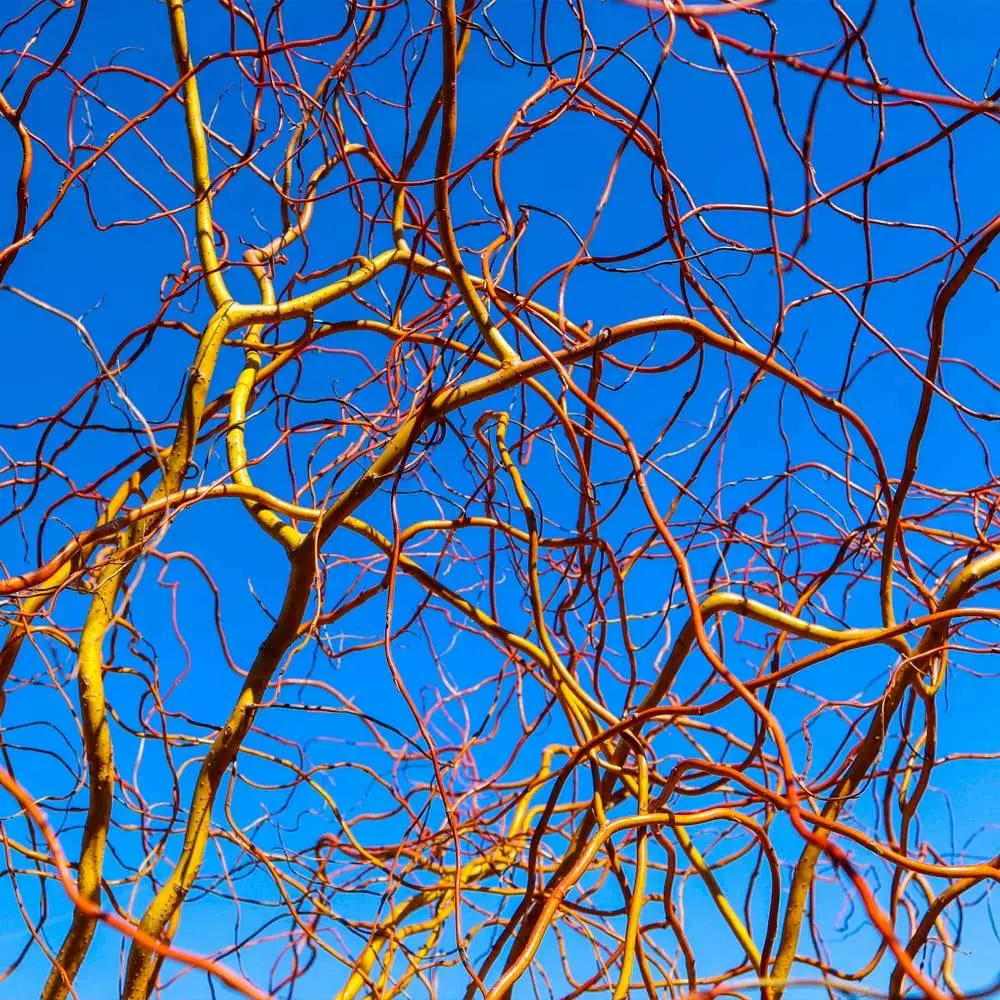 Fast Growing Trees Corkscrew Willow Tree Willow Trees 8 Fast Growing Trees Corkscrew Willow Tree Willow Trees
