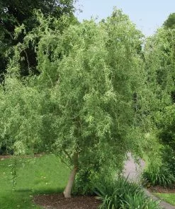 Fast Growing Trees Corkscrew Willow Tree Willow Trees
