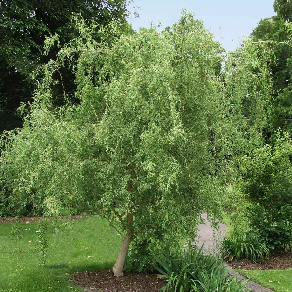 Fast Growing Trees Corkscrew Willow Tree Willow Trees 4 Fast Growing Trees Corkscrew Willow Tree Willow Trees