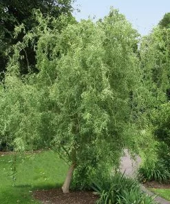 Fast Growing Trees Corkscrew Willow Tree Willow Trees