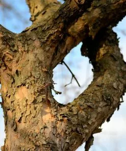 Fast Growing Trees Cornelian Cherry Dogwood Tree See All Fruit Trees 15 Fast Growing Trees Cornelian Cherry Dogwood Tree See All Fruit Trees