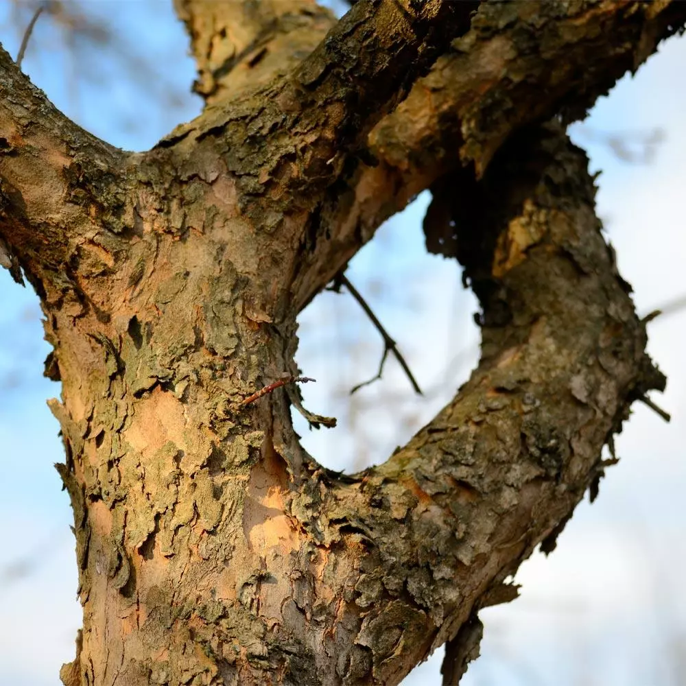 Fast Growing Trees Cornelian Cherry Dogwood Tree See All Fruit Trees 9 Fast Growing Trees Cornelian Cherry Dogwood Tree See All Fruit Trees