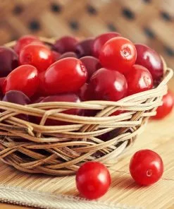 Fast Growing Trees Cornelian Cherry Dogwood Tree See All Fruit Trees 12 Fast Growing Trees Cornelian Cherry Dogwood Tree See All Fruit Trees