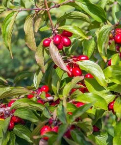 Fast Growing Trees Cornelian Cherry Dogwood Tree See All Fruit Trees 11 Fast Growing Trees Cornelian Cherry Dogwood Tree See All Fruit Trees