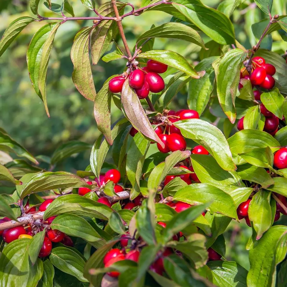 Fast Growing Trees Cornelian Cherry Dogwood Tree See All Fruit Trees 5 Fast Growing Trees Cornelian Cherry Dogwood Tree See All Fruit Trees