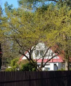 Fast Growing Trees Cornelian Cherry Dogwood Tree See All Fruit Trees 14 Fast Growing Trees Cornelian Cherry Dogwood Tree See All Fruit Trees