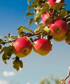 Fast Growing Trees Apple Trees Honeycrisp™ & Cortland Twisted Apple Tree 10 Fast Growing Trees Apple Trees Honeycrisp™ & Cortland Twisted Apple Tree