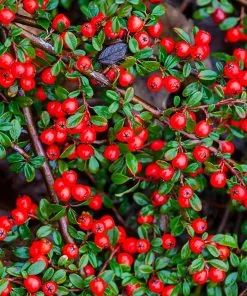 Fast Growing Trees See All Evergreen & Privacy Trees Coral Beauty Cotoneaster