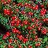Fast Growing Trees See All Evergreen & Privacy Trees Coral Beauty Cotoneaster 1 Fast Growing Trees See All Evergreen & Privacy Trees Coral Beauty Cotoneaster