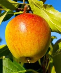 Fast Growing Trees Apple Trees Cox's Orange Pippin Apple Tree