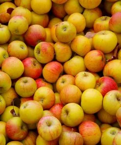 Fast Growing Trees Apple Trees Cox's Orange Pippin Apple Tree 9 Fast Growing Trees Apple Trees Cox's Orange Pippin Apple Tree