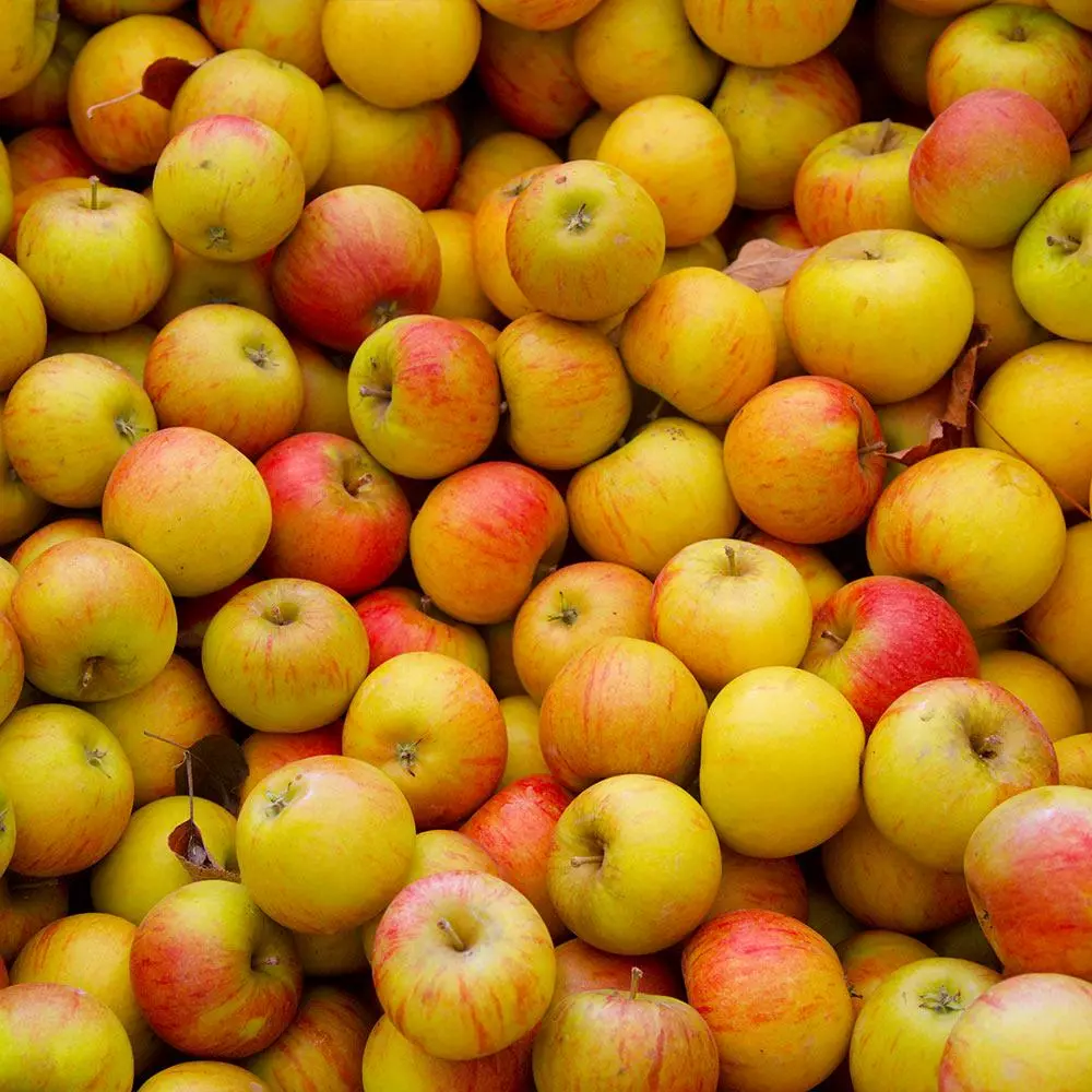 Fast Growing Trees Apple Trees Cox's Orange Pippin Apple Tree 5 Fast Growing Trees Apple Trees Cox's Orange Pippin Apple Tree