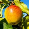 Fast Growing Trees Apple Trees Cox's Orange Pippin Apple Tree 2 Fast Growing Trees Apple Trees Cox's Orange Pippin Apple Tree