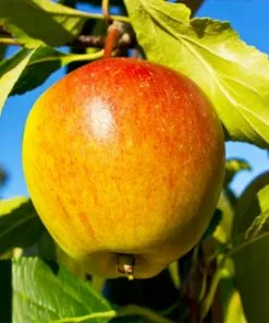 Fast Growing Trees Apple Trees Cox's Orange Pippin Apple Tree