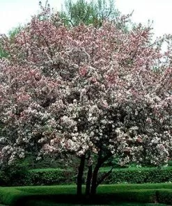 Fast Growing Trees Robinson Crabapple Tree