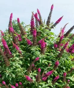 Fast Growing Trees CranRazz™ Butterfly Bush (Tree Form)
