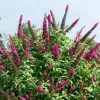 Fast Growing Trees CranRazz⢠Butterfly Bush (Tree Form) 2 Fast Growing Trees CranRazz⢠Butterfly Bush (Tree Form)