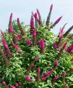 Fast Growing Trees CranRazz™ Butterfly Bush (Tree Form)