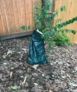 Fast Growing Trees Strawberry Dazzle® Dwarf Crape Myrtle 11 Fast Growing Trees Strawberry Dazzle® Dwarf Crape Myrtle