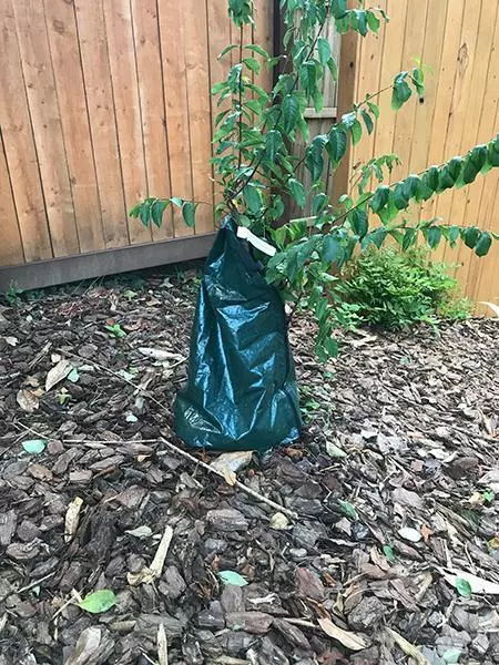 Fast Growing Trees Strawberry Dazzle® Dwarf Crape Myrtle 7 Fast Growing Trees Strawberry Dazzle® Dwarf Crape Myrtle