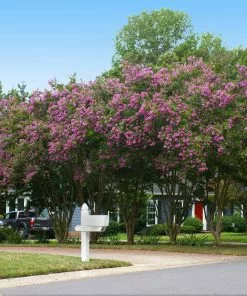 Fast Growing Trees Crape Myrtles Twilight Crape Myrtle 10 Fast Growing Trees Crape Myrtles Twilight Crape Myrtle