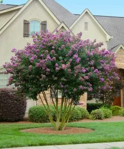 Fast Growing Trees Crape Myrtles Twilight Crape Myrtle 9 Fast Growing Trees Crape Myrtles Twilight Crape Myrtle