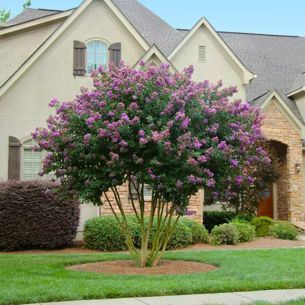 Fast Growing Trees Crape Myrtles Twilight Crape Myrtle 5 Fast Growing Trees Crape Myrtles Twilight Crape Myrtle