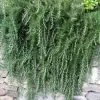Fast Growing Trees Creeping Rosemary