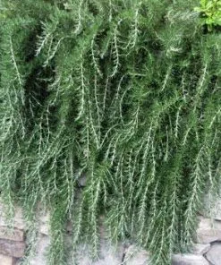 Fast Growing Trees Creeping Rosemary