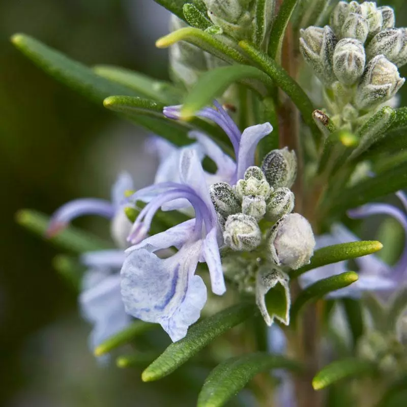 Fast Growing Trees Creeping Rosemary 5 Fast Growing Trees Creeping Rosemary