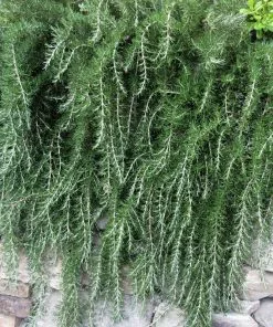 Fast Growing Trees Creeping Rosemary